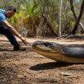 Close-up of Taipan in Confrontational Stance with Observer at Safe Distance Royalty Free Stock Photo