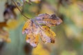 Close-up of acer pseudoplatanus leaf Royalty Free Stock Photo
