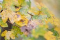 Close-up of acer pseudoplatanus leaf Royalty Free Stock Photo