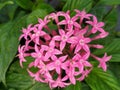 A close up of a bud of pink Lucky Star flowers. Detalle de un capullo florecido de flores Pentas de color rosado.