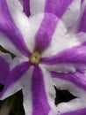 Detail of a small white Vervain flower with lilac stripes. Detalle de un pequeÃÂ±a flor Verbena blanca con rayas lila