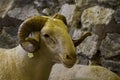 Adult,Sacrificial Ram is waiting a buyer