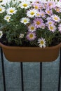 Beautiful two kinds of daisies hanging in a balcony flower pot Royalty Free Stock Photo