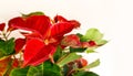 Fresh,red leaf Poinsettia or Christmas Star,on white surface with copy space Royalty Free Stock Photo