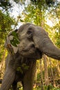 A close up taken from a low angle of Asian Elephant in the jungle in Thailand