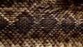 Close-Up of Texas Diamondback Rattlesnake Crotalusatrox Skin