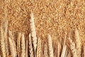 Natural wheat grain background with dried ears Royalty Free Stock Photo