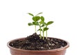 New lemon tree seedlings in flower pot isolated on white Royalty Free Stock Photo