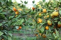 Tangerine garden, ready for harvest with natural, ripe tangerines