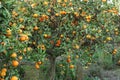 Tangerine garden, ready for harvest with natural, ripe tangerines