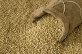 Wheat pouring out of jute sack on wheat background Royalty Free Stock Photo