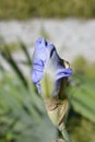 Tall bearded iris Rapture in Blue