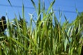 Close Up Of Tall Cat Grass