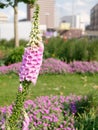 Close-up of tall and colorful flowers of Digitalis or foxgloves