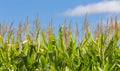 Close-up of Tall Field of Corn Royalty Free Stock Photo