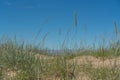 Close-up of tall grass on a sandy beach on a summer day. Blue sky. Natural background. Royalty Free Stock Photo