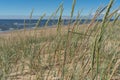 Close-up of tall grass on a sandy beach on a summer day. Blue sky. Natural background. Royalty Free Stock Photo