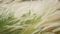 Close up of tall grass. Scenic view of garden part with high green grass. Spikelets in a vintage retro yard on the sandy beach.
