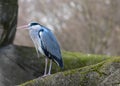 Great blue heron pose on a rock in natural habitat.