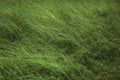 Close-up of tall green bushes on sunny day