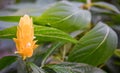 Close up of a tall orange flower