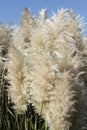 Close-Up of Tall Pampas Grass Plumes Royalty Free Stock Photo