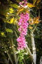 Close-up of tall pink foxglove flower growing under a Maple tree - vertical with bokeh