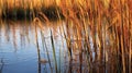 Close-up of tall Reeds growing at the edge of a river. Generative AI