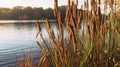 Close-up of tall Reeds growing at the edge of a river. Generative AI