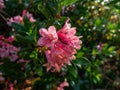 Alpenrose, snow-rose or rusty-leaved alpenrose (Rhododendron ferrugineum) blooming with clusters of Royalty Free Stock Photo