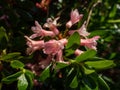 Alpenrose, snow-rose or rusty-leaved alpenrose (Rhododendron ferrugineum) blooming with clusters of Royalty Free Stock Photo