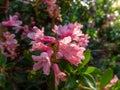 Alpenrose, snow-rose or rusty-leaved alpenrose (Rhododendron ferrugineum) blooming with clusters of