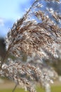 Close up of tall winter feathery grass