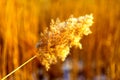 Close up of tall winter feathery grass