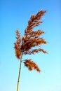 Close up of tall winter feathery grass