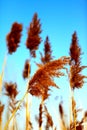 Close up of tall winter feathery grass