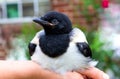 Close-up of a tame baby Magpie.