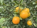 close up tangerine orange hanging on tree in farm. Orange tree bearing ripe fruits amidst lush green leaves Royalty Free Stock Photo