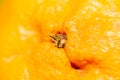 Close-up at tangerine peel