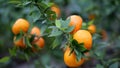 Close up tangerines in the tree Royalty Free Stock Photo