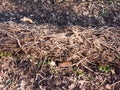 close up tangled up vines on tree fallen forest floor dead Royalty Free Stock Photo