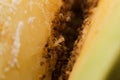 Close-up tapinoma sessile, odorous house ant, sugar ant, stink ant eat avocado Royalty Free Stock Photo