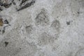 Tapir track, Caraca Natural Park, Minas Gerais, Brazil