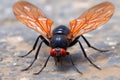 close-up of tarantula hawk wasp wings spread Royalty Free Stock Photo