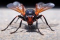 close-up of tarantula hawk wasp wings spread Royalty Free Stock Photo
