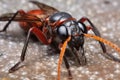 close-up of tarantula hawk wasps stinger and abdomen Royalty Free Stock Photo