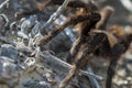 Close Up of a Tarantula