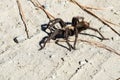 Close up of tarantula male walking in daylight during the mating season, California