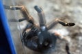 Tarantulas have a lot of legs Royalty Free Stock Photo