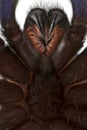 Close-up of Tarantula spider